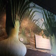 Vidalia Onion Museum