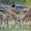 Brews & Buffalos at Safari West